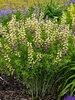 Baptisia Pink Lemonade