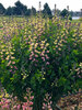 Baptisia Pink Lemonade