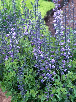 Link to Baptisia Purple Smoke