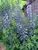 Baptisia Purple-Smoke