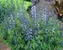 Baptisia Purple-Smoke