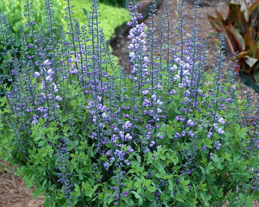 Baptisia Purple Smoke Bluestone Perennials