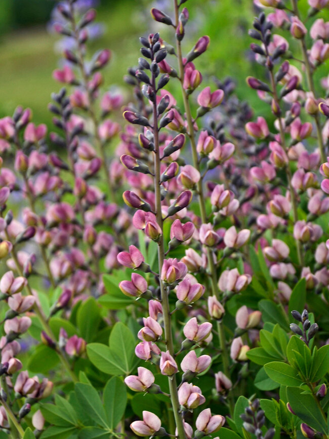 Baptisia Pink Truffles