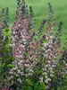 Baptisia Pink Truffles