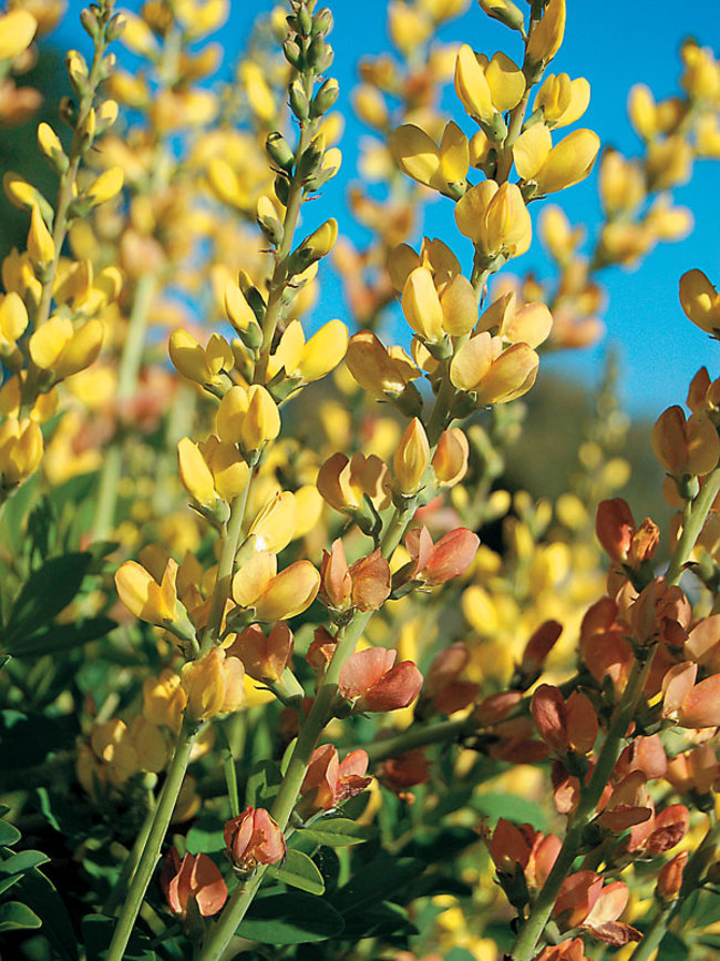 Baptisia Solar-Flare-prairieblues-series