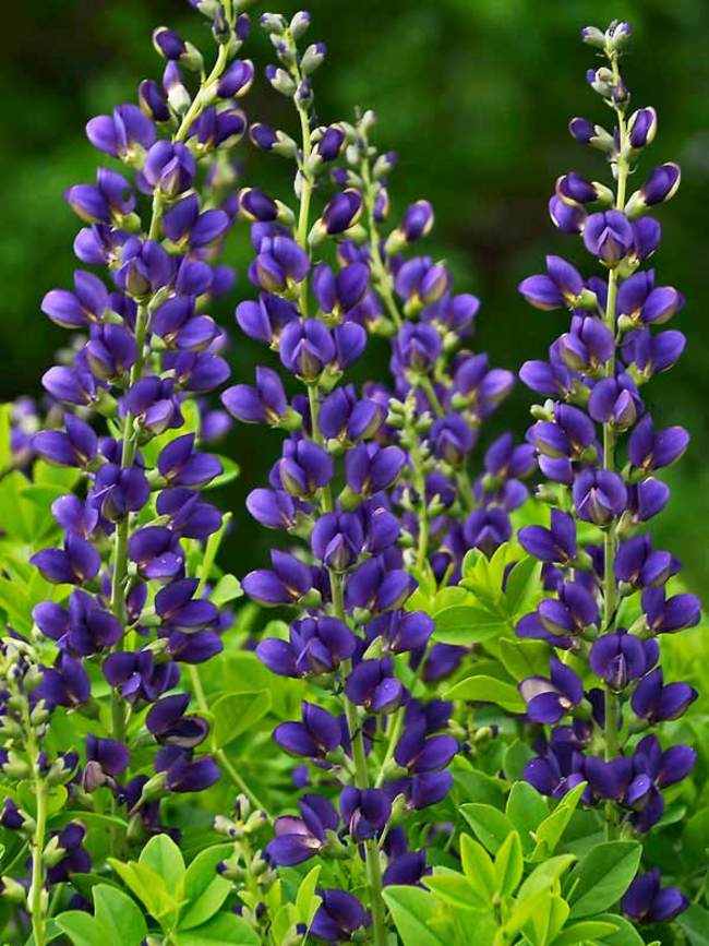 Image of Baptisia plant