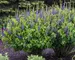 Baptisia Sparkling Sapphires