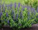Baptisia Sparkling Sapphires