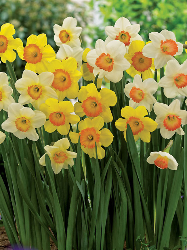 Daffodil Delight at From You Flowers