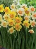 Beautiful-Blend-Daffodil Afternoon-Delight
