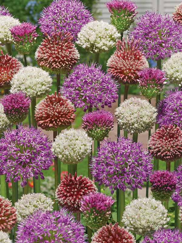 Beautiful Blend Baby You're A Firework | Bluestone Perennials