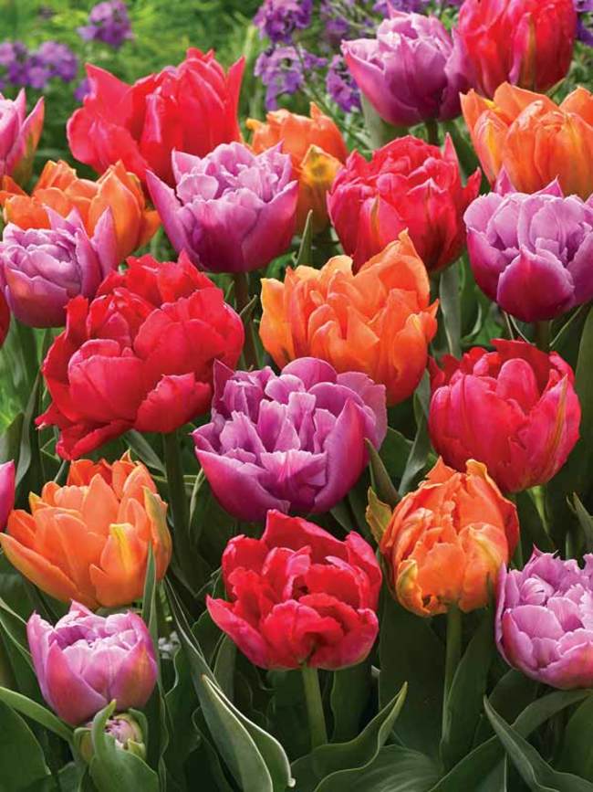 Beautiful Blend Colour To Color Bluestone Perennials