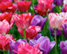 Beautiful-Blend-Tulip Just-Plum-Crazy