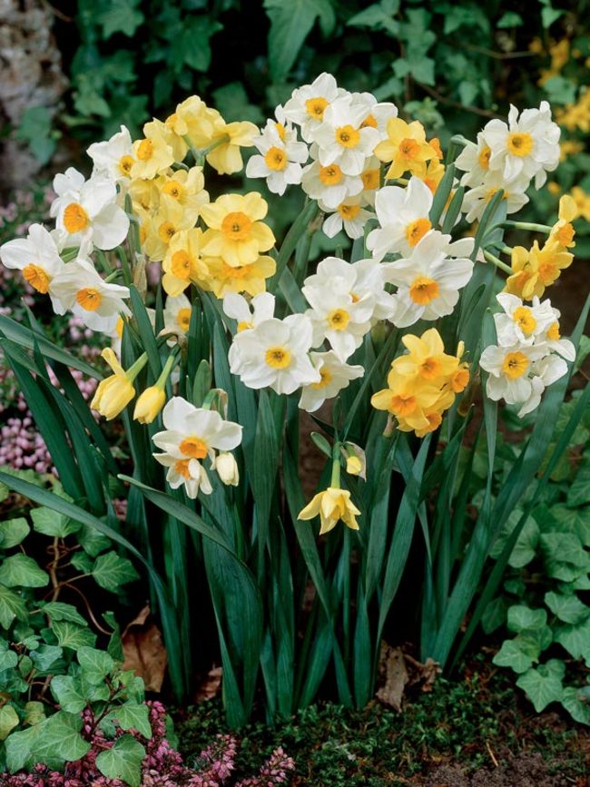 Spring Flowering Narcissus Daffodil Hardy Garden Bulbs Scented Double Flowers Raffles Bulbs by Thompson & Morgan Ideal for Garden Borders & Patios Easy to Establish 10 x Daffodil