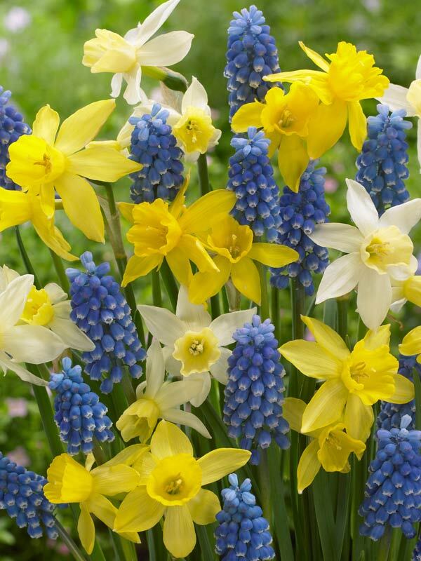 Beautiful Blends Smooth Sailing