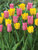 Beautiful-Blends-Tulip Spike-the-Punch