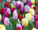 Beautiful-Blends-Tulip Sangria-Splash