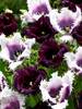 Beautiful Blends Twilight Sparkle