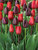 Beautiful-Blends-Tulip Wine-and-Roses