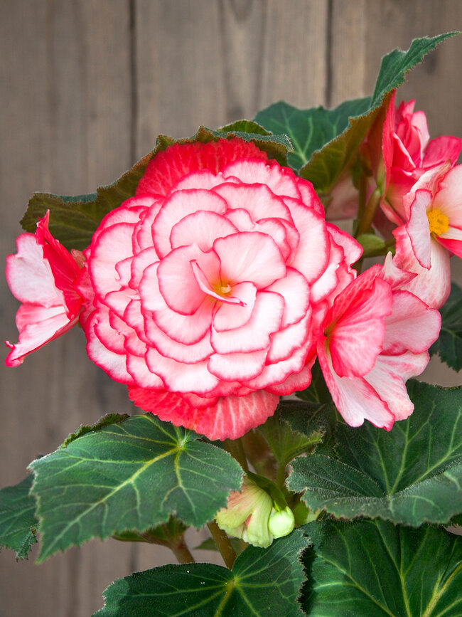 Begonia Bouton de Rose