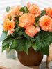 Begonia Dinner Plate Crispa Apricot