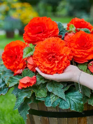 Link to Begonia Dinner Plate Crispa Red
