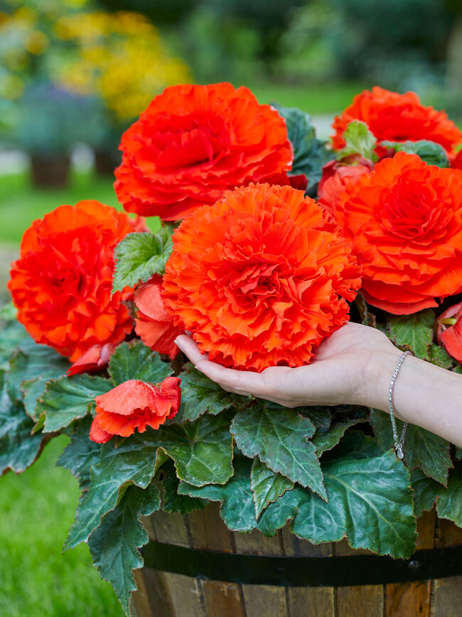 Begonia Dinner Plate Crispa Red