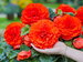 Begonia Dinner Plate Crispa Red