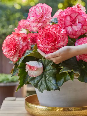 Link to Begonia Dinner Plate Crispa White-Pink