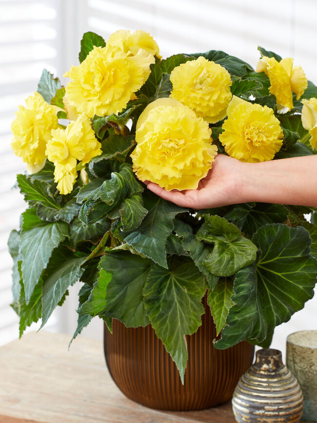 Begonia Dinner Plate Crispa Yellow