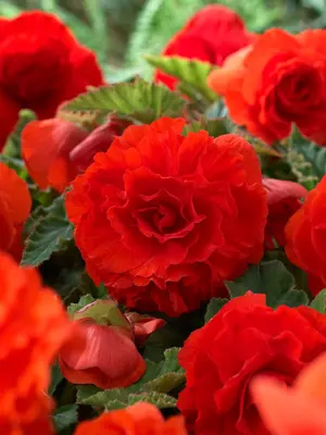 Link to Begonia Double Orange