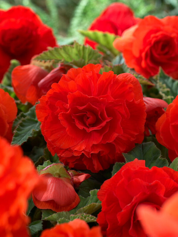 Begonia Double Orange