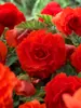 Begonia Double Orange