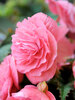 Begonia Double Pink