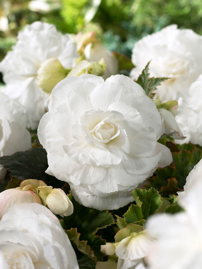 Begonia Double White