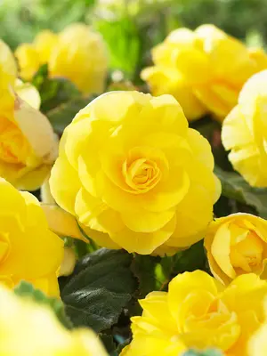 Link to Begonia Double Yellow