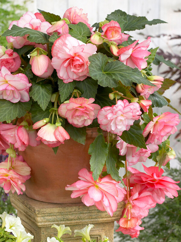 Begonia Florence