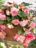 Begonia Florence