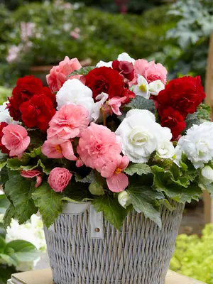 Link to Begonia Non-Stop Mixed Patio Garden