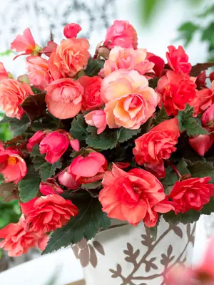 Link to Begonia Odorosa