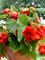 Begonia Odorosa Red