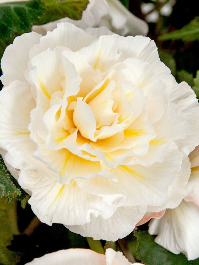 Begonia Odorosa White