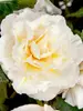 Begonia Odorosa White