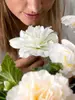 Begonia Odorosa White