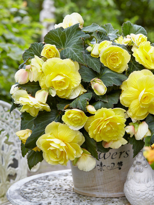 Begonia Odorosa Yellow