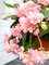 Begonia Pendula Pink