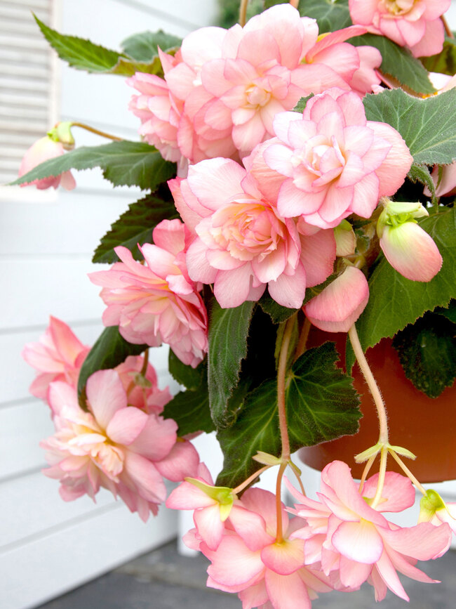 Begonia Pendula Pink Bluestone Perennials begonia-pendula-pink-bluestone-perennials