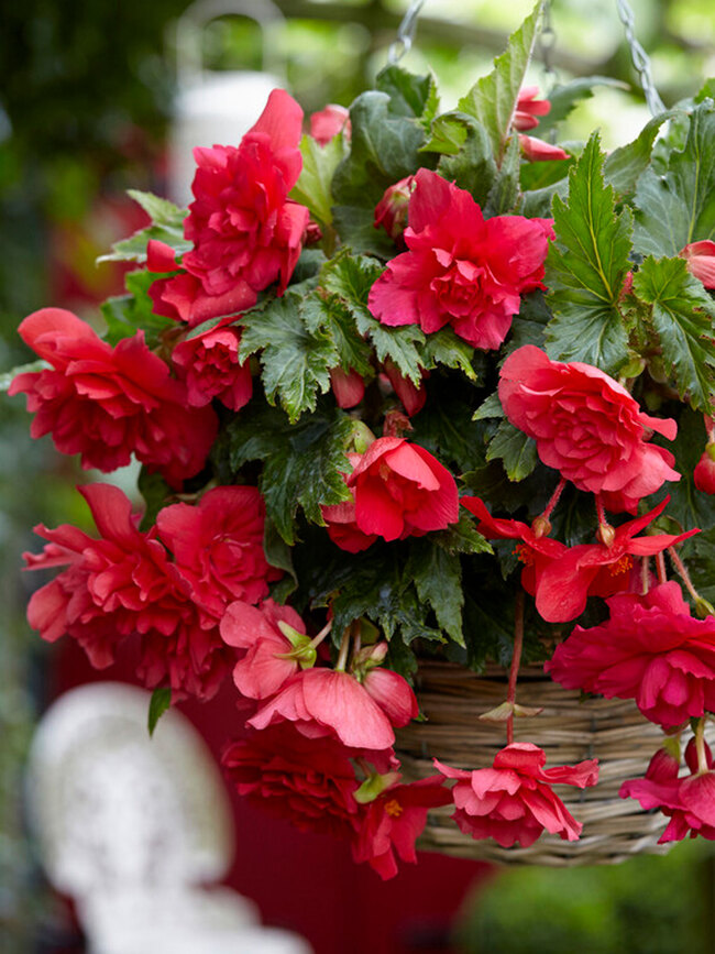 Begonia Pendula Pink