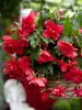 Begonia Pendula Pink