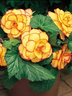 Link to Begonia Picotee Sunburst